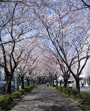 sakura050407.jpg